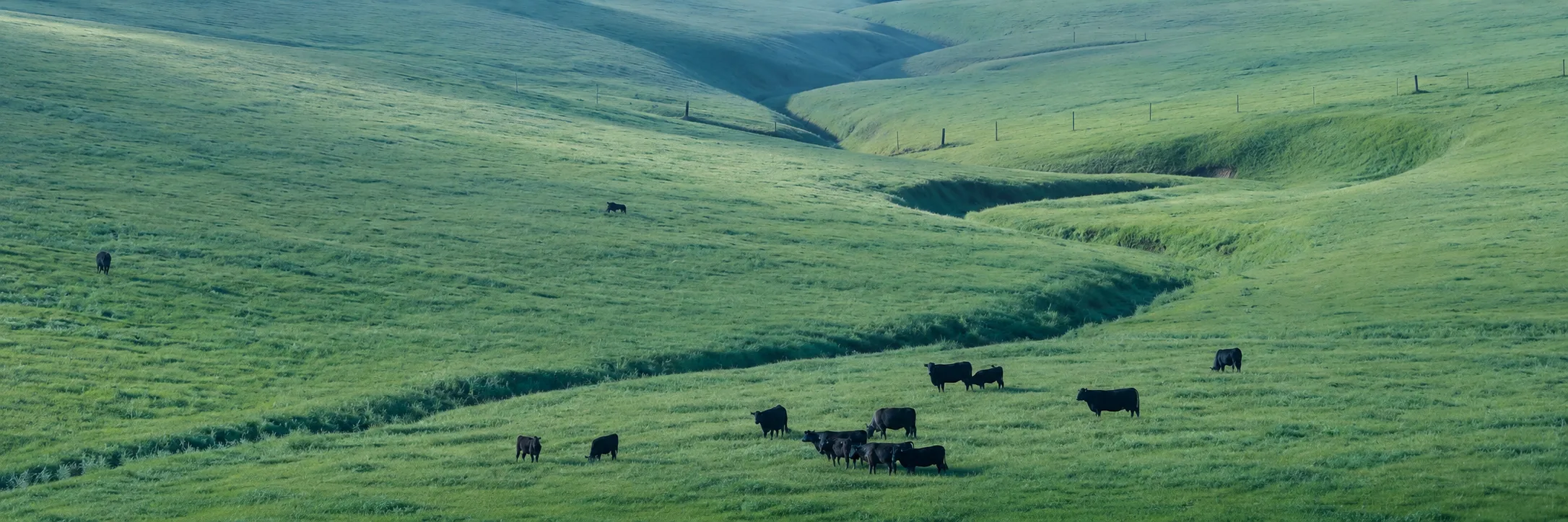 Cattle grazing at Masami Ranch below the Northern California hills