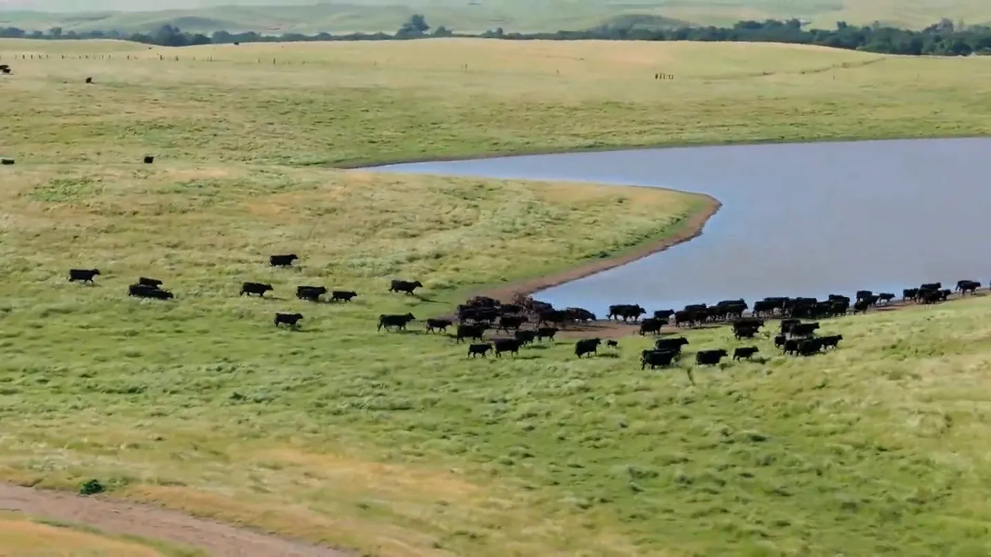 The herd walking to water at Masami Ranch